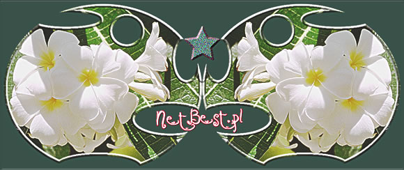 NetBest_Kwiat netbest.pl w aka.info.pl
